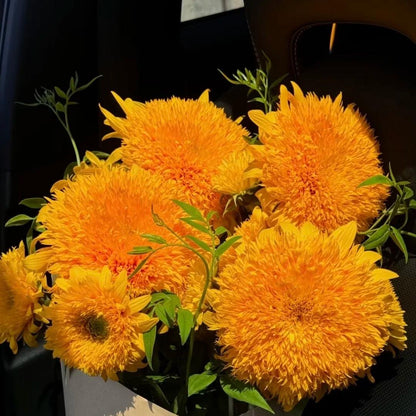 Bring Warm, Happy Vibes with Teddy Bear Sunflowers 🌻