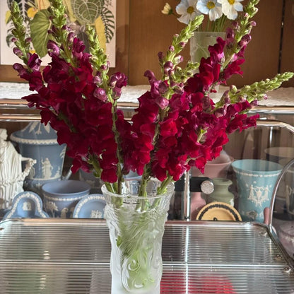 Your Garden Upgrade Starts with Snapdragons Seeds 🌼