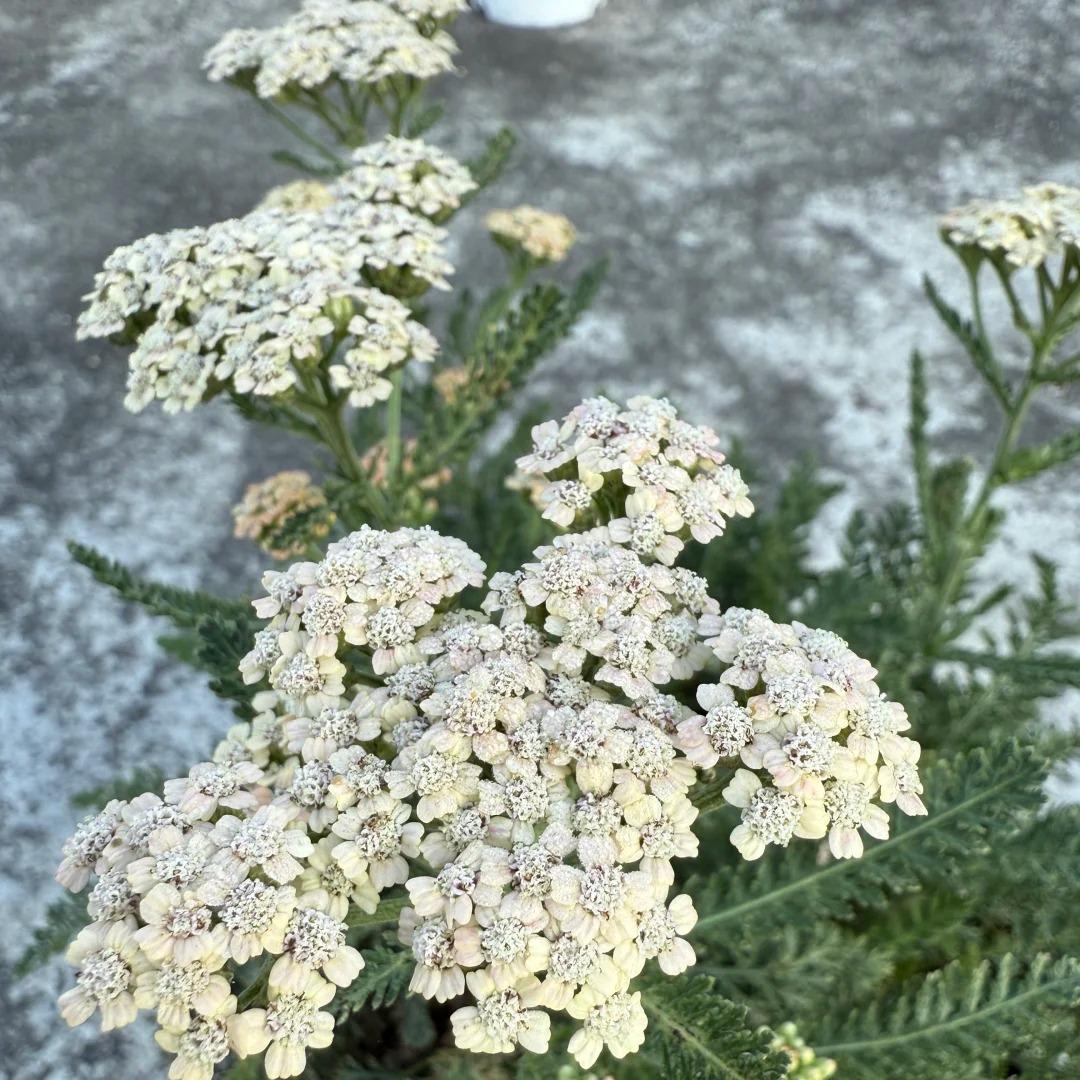🌼 Yarrow Seeds – Peaceful Blooms to Heal Your Garden & Your Soul 🌿