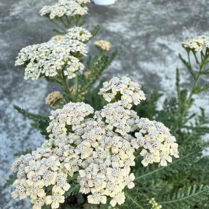 🌼 Yarrow Seeds – Peaceful Blooms to Heal Your Garden & Your Soul 🌿