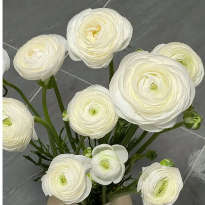 Ranunculus Flower Bulbs-Soft, Elegant, Unforgettable 🌸
