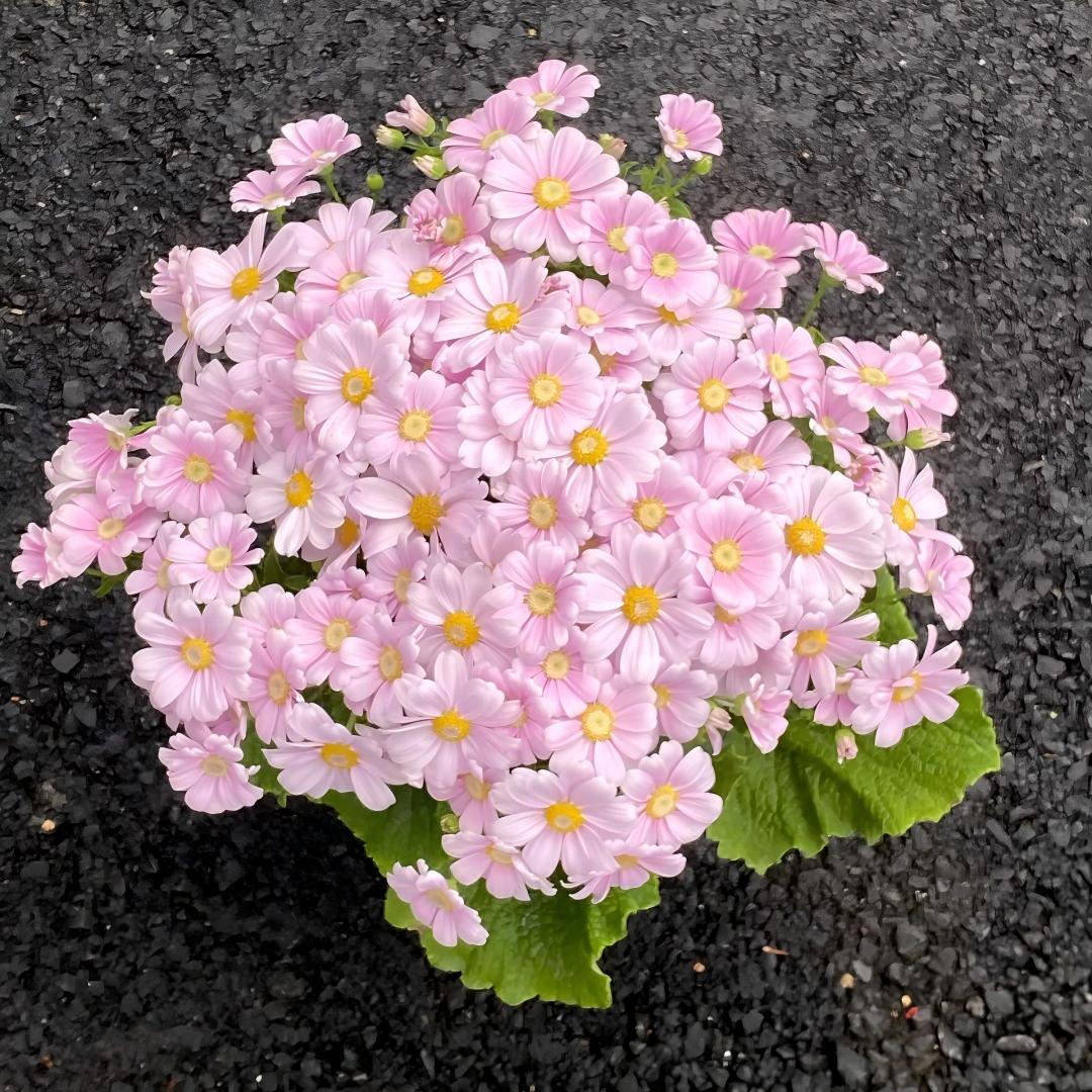 Cineraria Seeds-The Secret to a Garden Full of Color