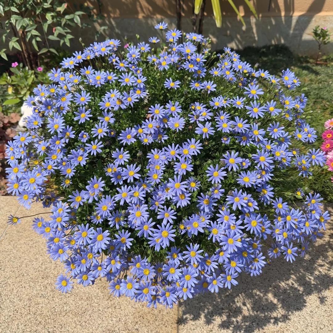 Marguerite Daisy Seeds-More Cuts, More Blooms