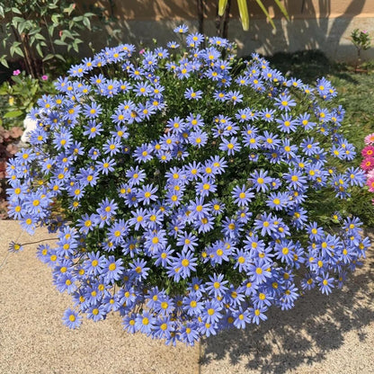 Marguerite Daisy Seeds-More Cuts, More Blooms