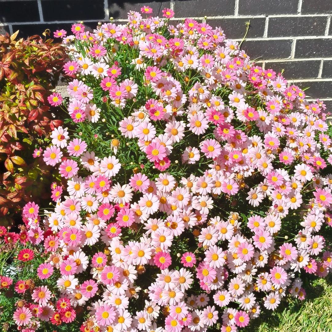 Marguerite Daisy Seeds-More Cuts, More Blooms