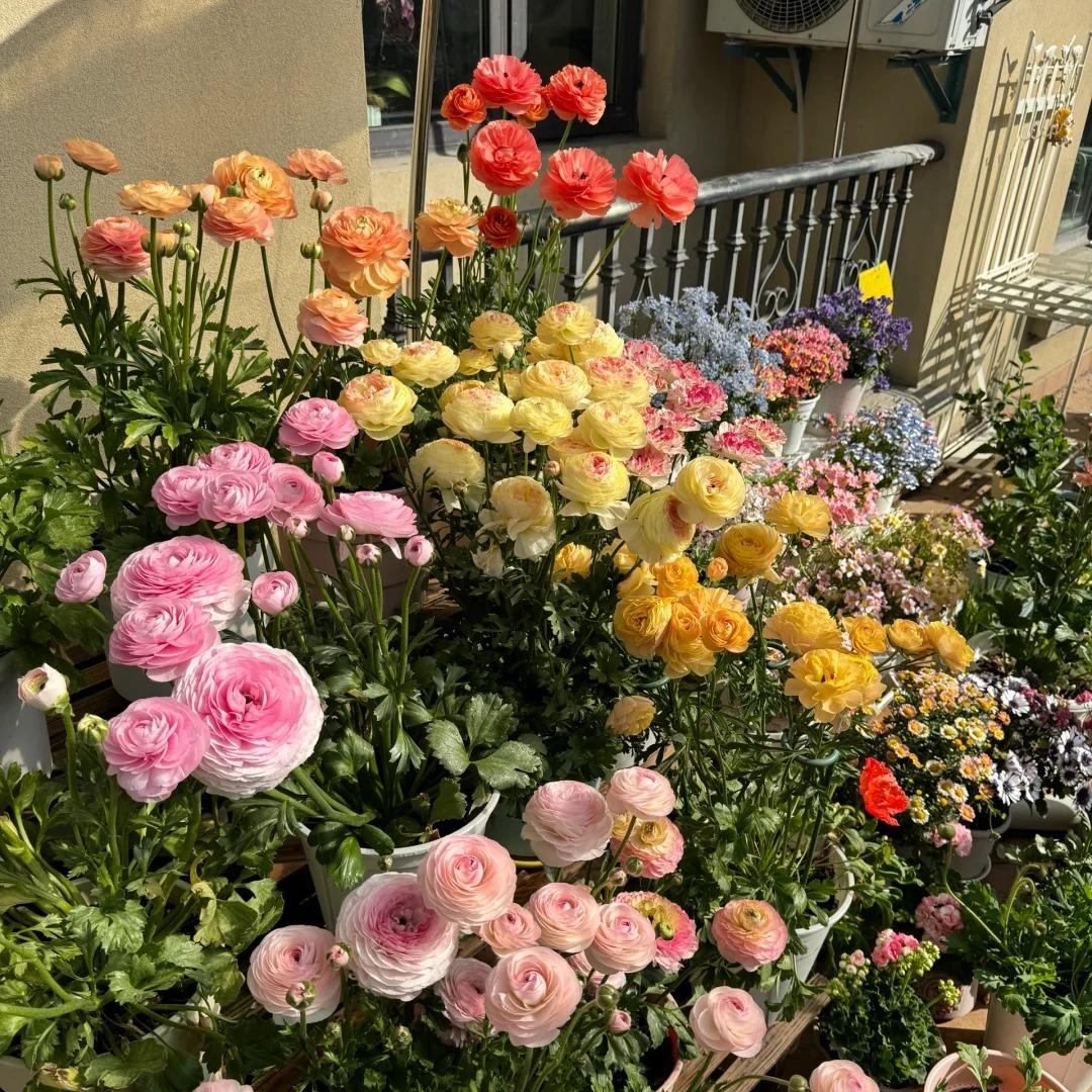 Ranunculus Flower Bulbs-Soft, Elegant, Unforgettable 🌸