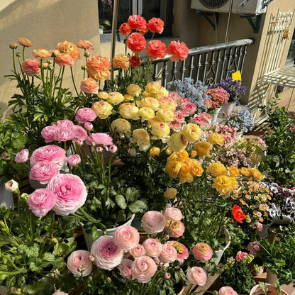 Ranunculus Flower Bulbs-Soft, Elegant, Unforgettable 🌸