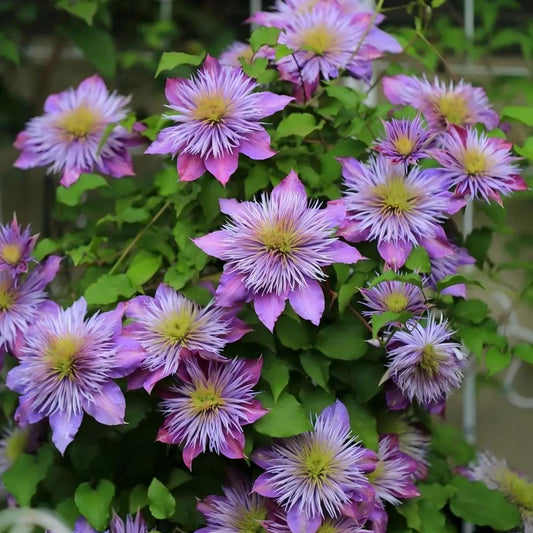 Clematis ‘Crystal Fountain’ Seeds