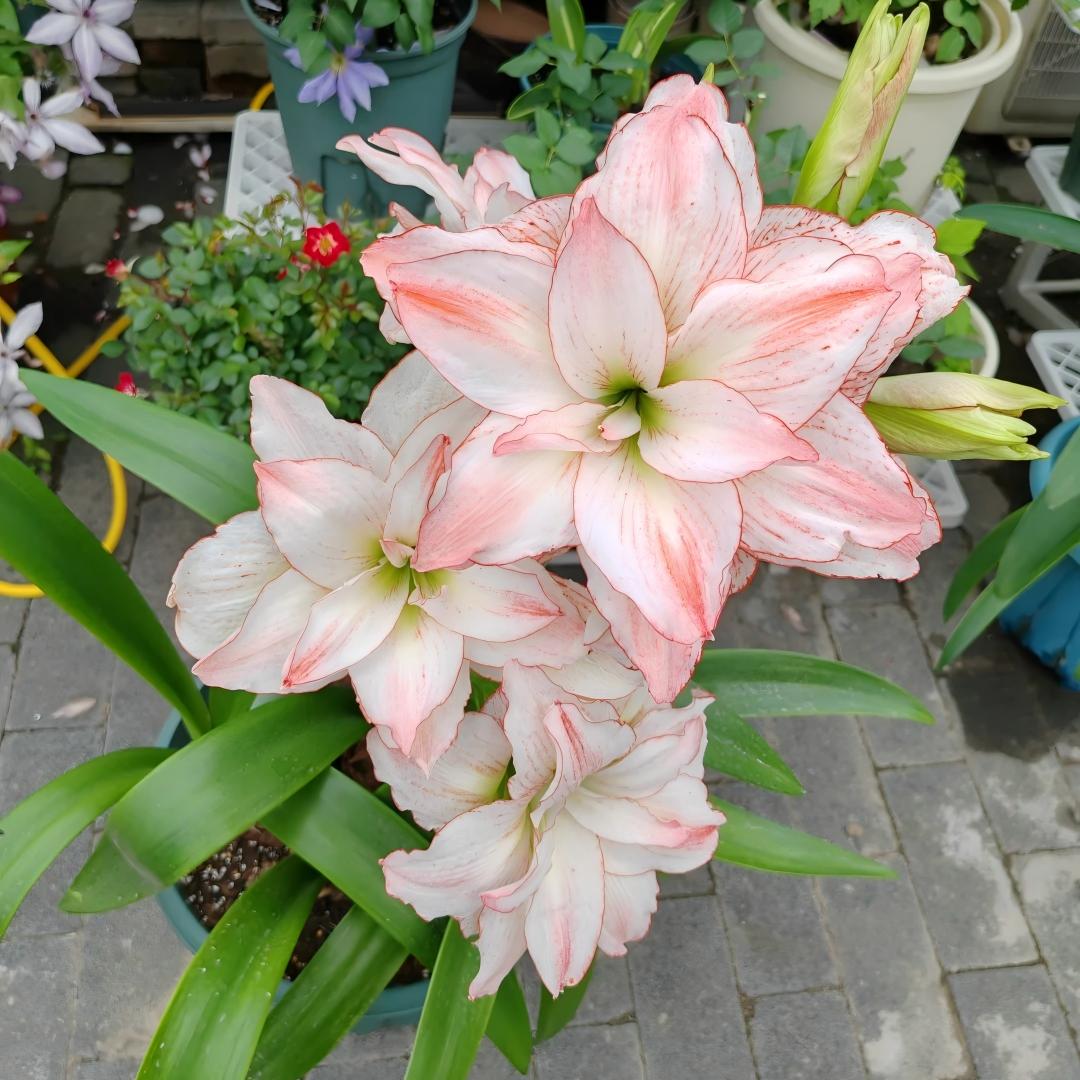 Premium Dutch Amaryllis Bulbs