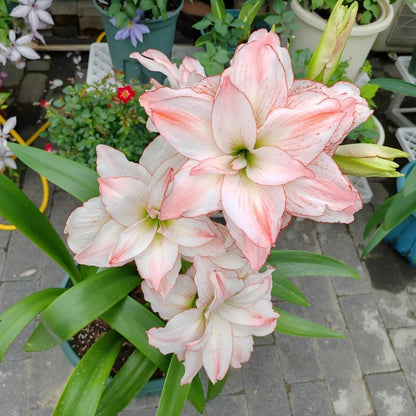 Premium Dutch Amaryllis Bulbs