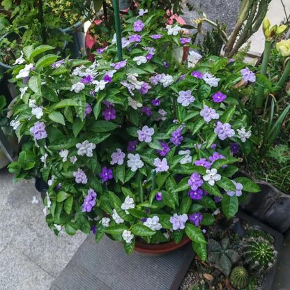 💜🤍Elegant Yesterday-Today-and-Tomorrow Seeds
