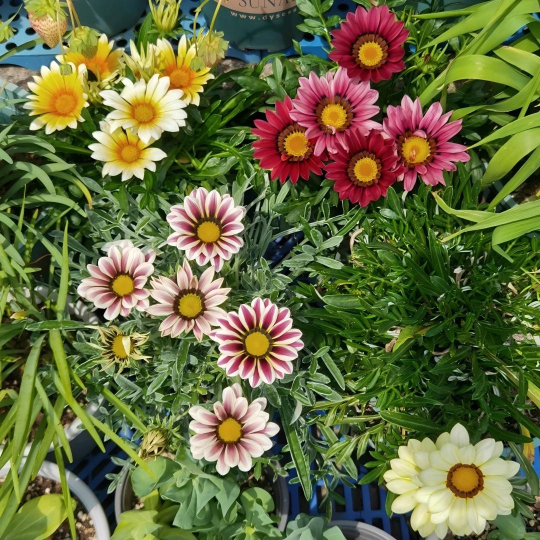 ☀️Gazania Seeds – Honor & Glory
