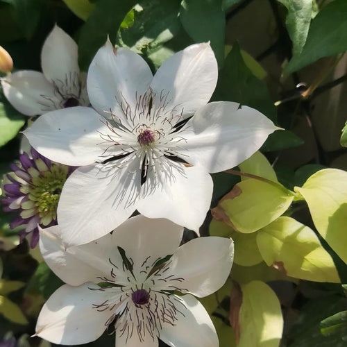 Clematis kirilowii Seeds