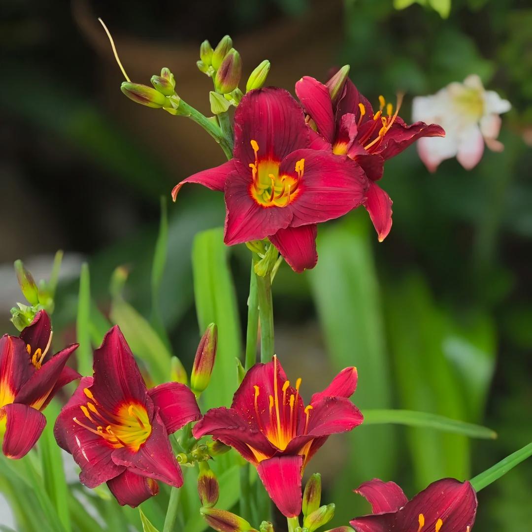 Large-Flowered Daylily Seeds-Big Bloom Garden Favorite