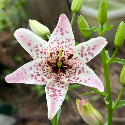 🌿 Rare Toad Lily Bulbs