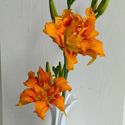 Large-Flowered Daylily Seeds-Big Bloom Garden Favorite