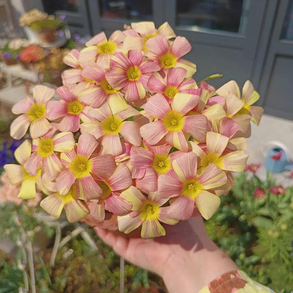Rare Oxalis Collection — Tiny Seeds, Extraordinary Beauty