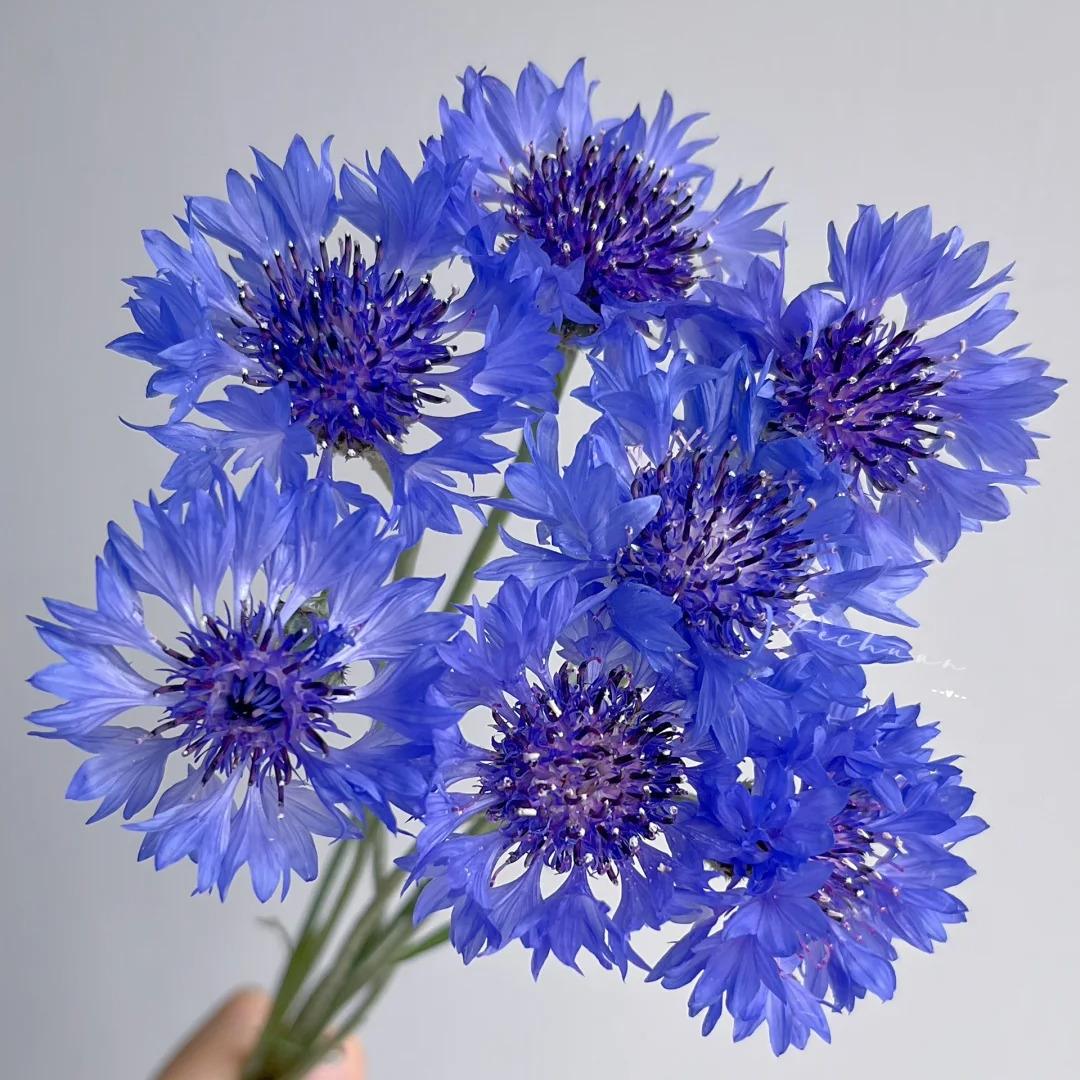 🌼Cornflower Seeds–Create A Colorful Summer Landscape