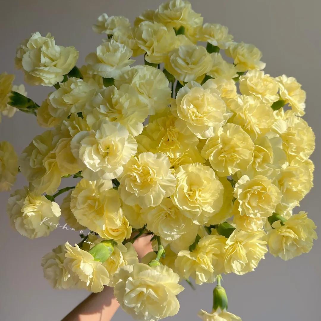 Premium Carnation Seeds