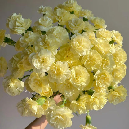 Premium Carnation Seeds