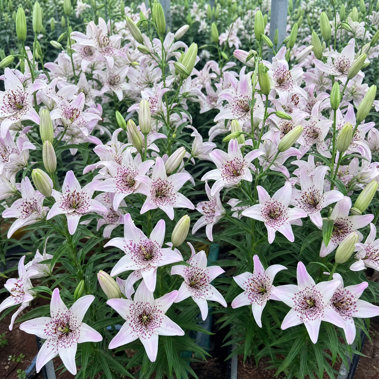 🌿 Rare Toad Lily Bulbs