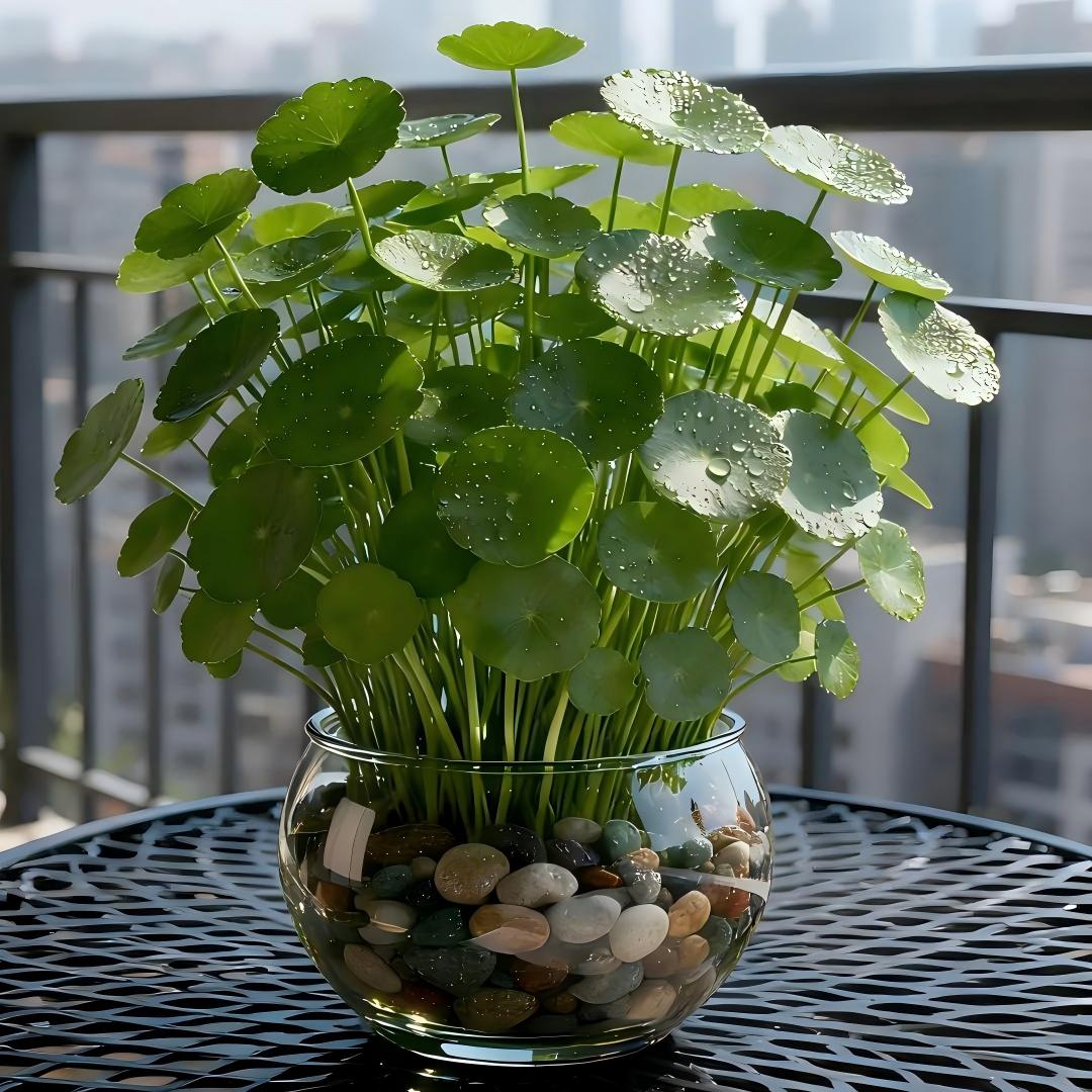 🍀 WATER PENNYWORT ROOT
