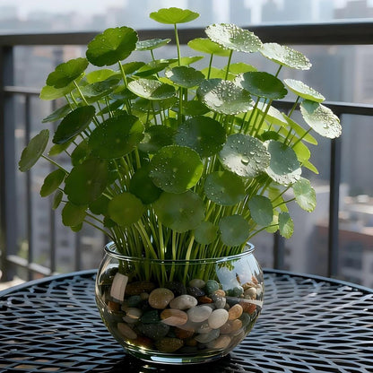 🍀 WATER PENNYWORT ROOT