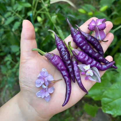 🔥💜Purple Cayenne Pepper Seeds