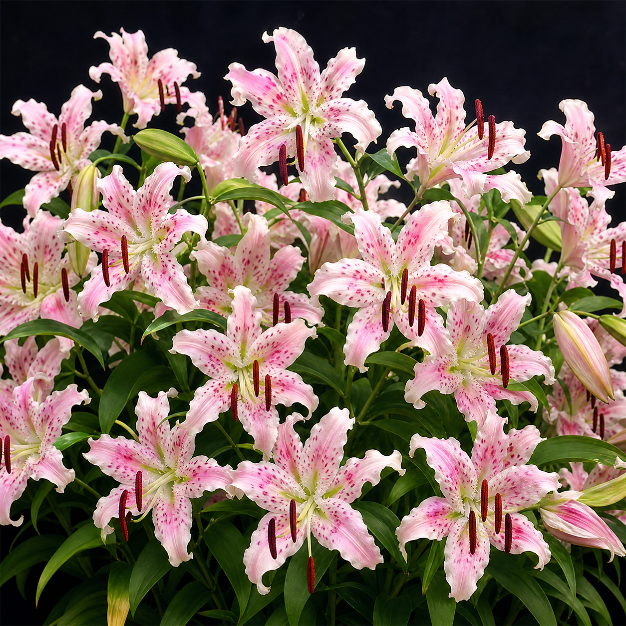 🌿 Rare Toad Lily Bulbs