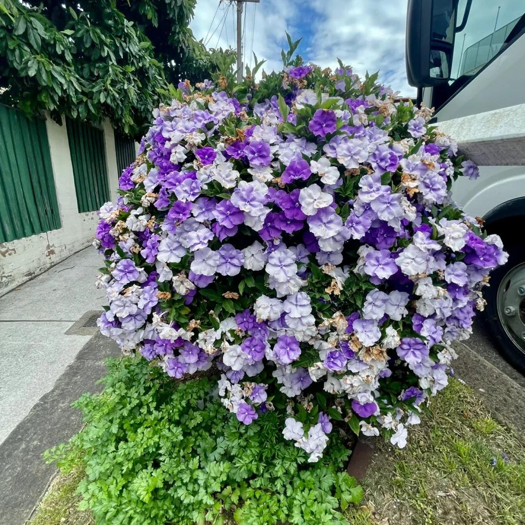 💜🤍Elegant Yesterday-Today-and-Tomorrow Seeds
