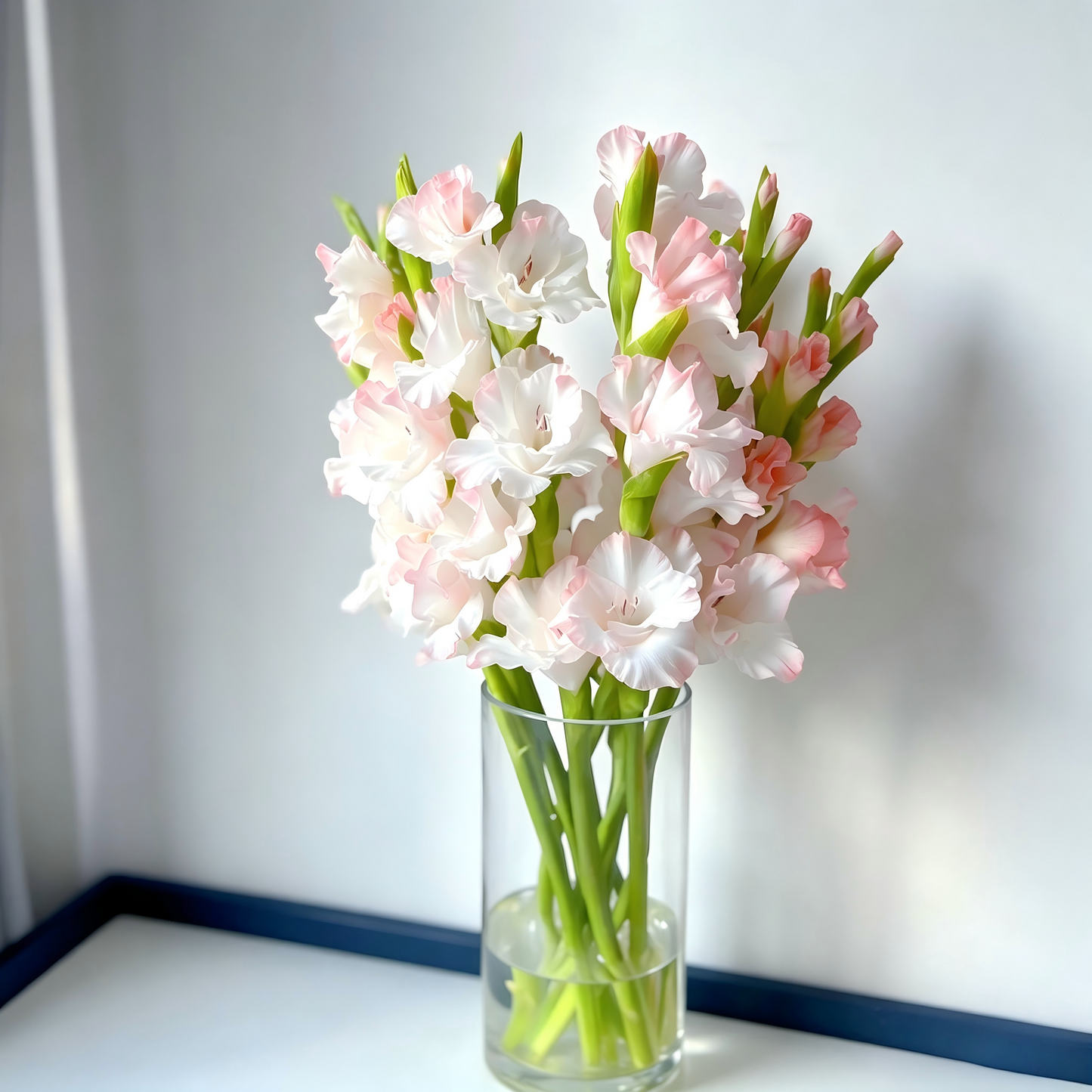 Gladiolus Bulbs-Florist-Quality Blooms•Elegant Cut Flowers