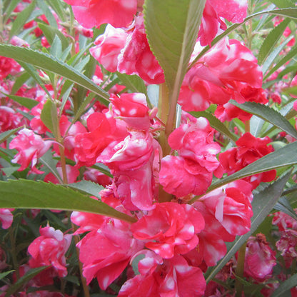 🌸Double Impatiens Seeds