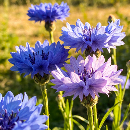 🌼 Cornflower Seeds – Grow Elegant Wildflowers with Stunning Blue Blooms