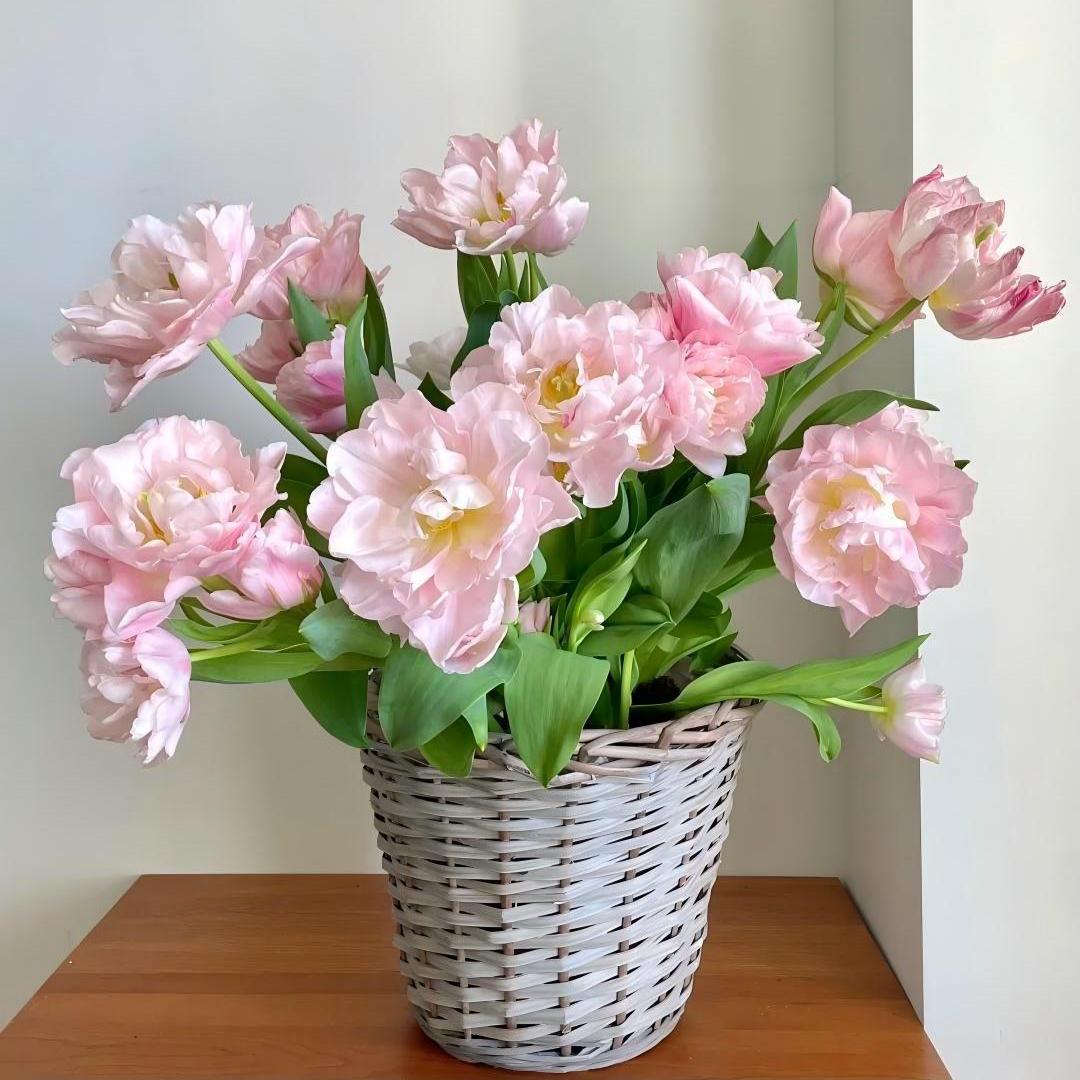 Enchanting Double Late Peony Tulips