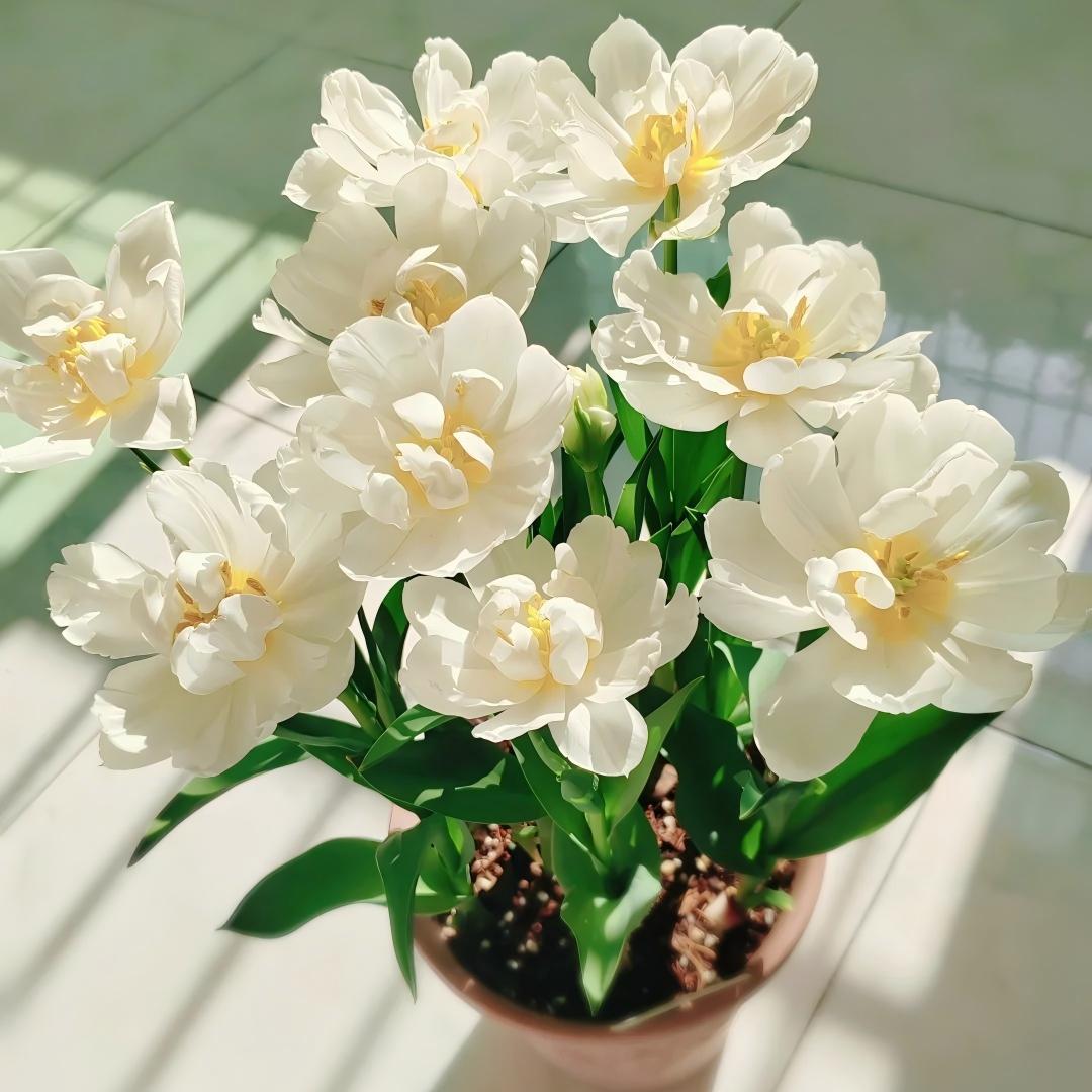 Enchanting Double Late Peony Tulips