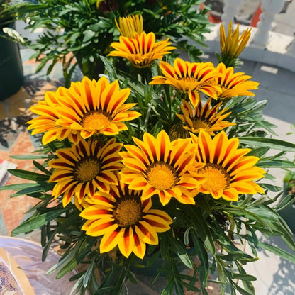 ☀️Gazania Seeds – Honor & Glory