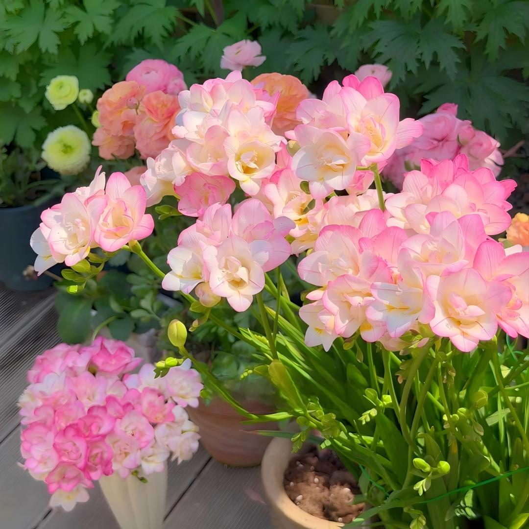Freesia Bulbs-World-Famous Fragrance