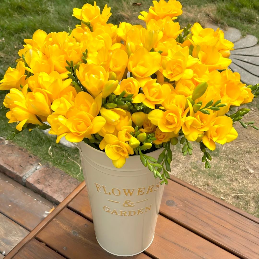 Freesia Bulbs-World-Famous Fragrance