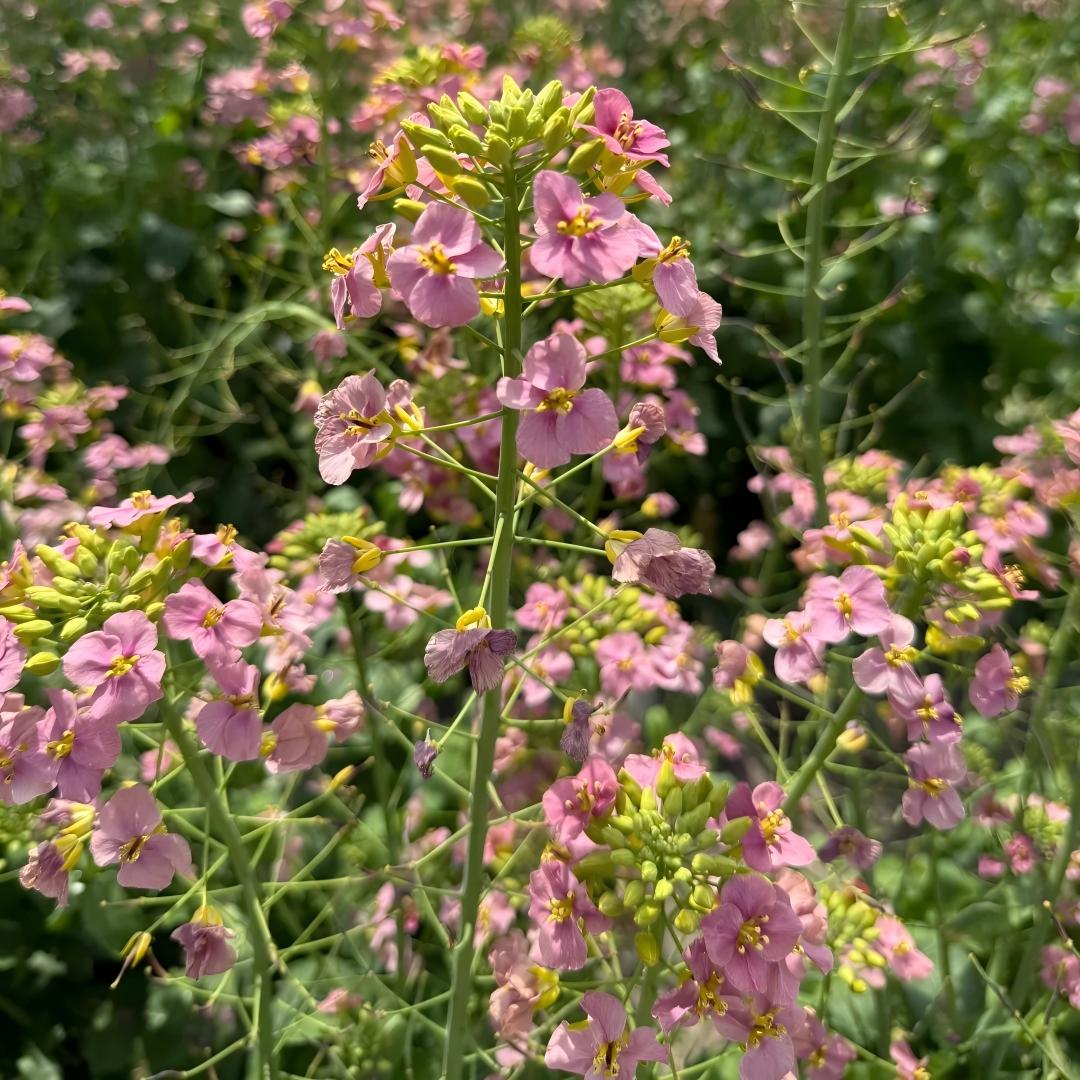 Multi-Color Canola Flower Seeds