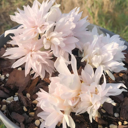 🌸 Premium Autumn Crocus Bulbs