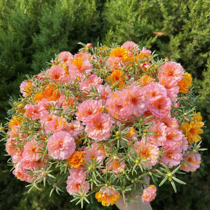 Your Happy Place Starts with Double-flowered moss rose🌈