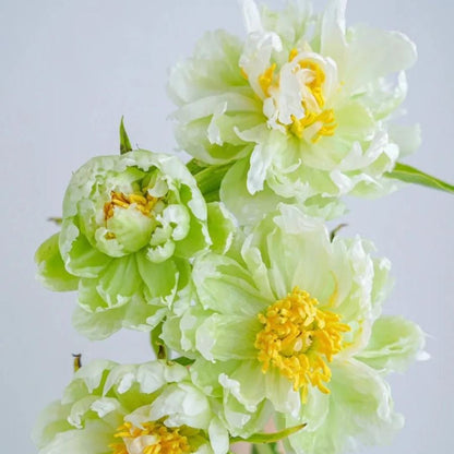💚Green Rhythm Peony Seeds