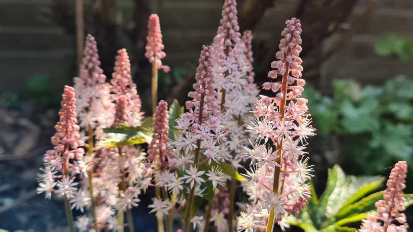 Pink Skyrocket Foam Flower