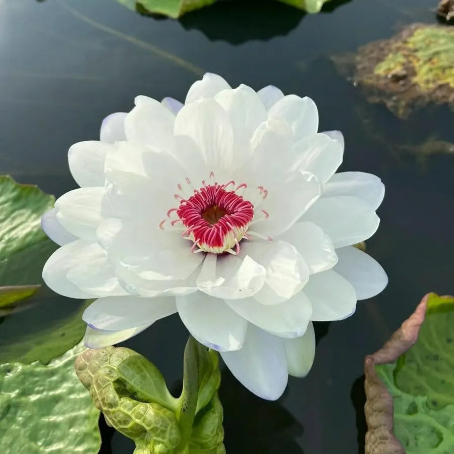 🌸LAST DAY Promotion 35% OFF🌸 Hydroponic Lotus 🌸 | Fresh, Simple & Beautiful(🌱Survival Guaranteed: Free Replacements🌿)