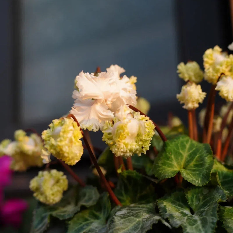 Cyclamen Flower Seeds