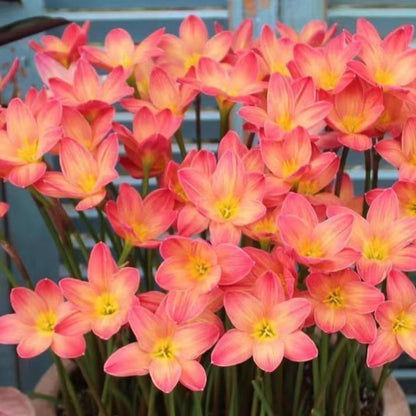 Rain Orchid Bulbs-Blooms once the next rain falls