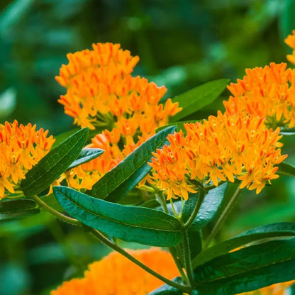 Milkweed Seeds for Monarch Butterfly Conservation-Easy to Grow, Drought Toleran