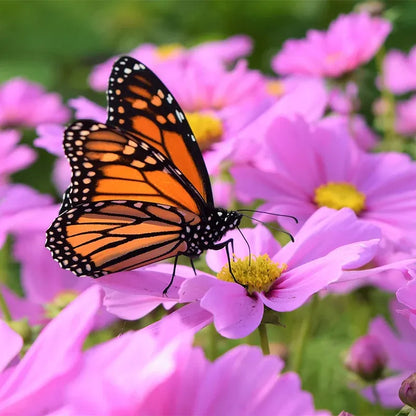 🌺Cosmos - Blooming Means Happiness And Luck