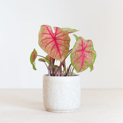 Premium Pink Caladium Bulbs – Easy Grow Indoor/Outdoor
