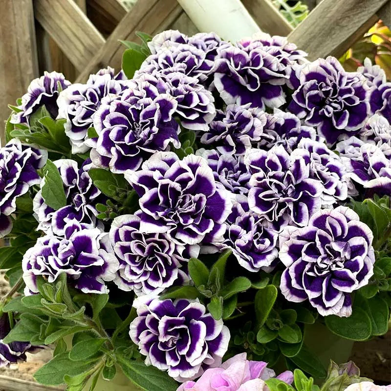 🌸Rare Double Petunia Seeds